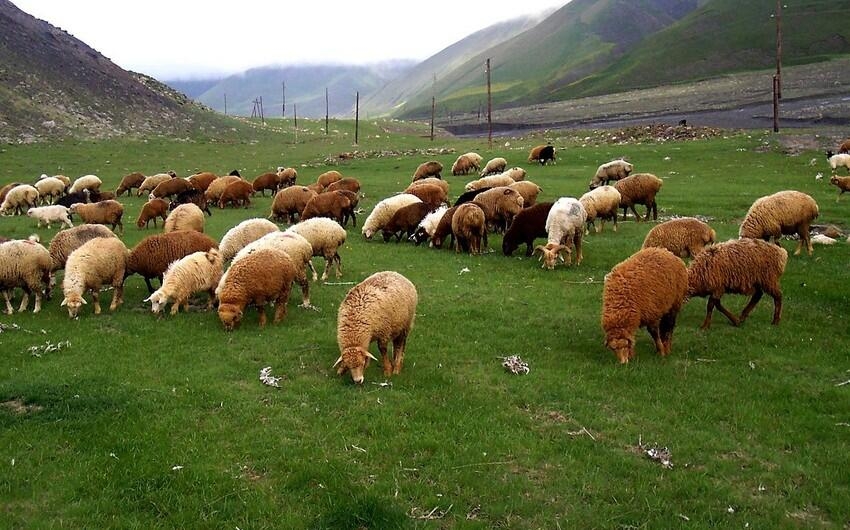 Qurbanlıq heyvanı onlayn qaydada almaq mümkündür - VİDEO