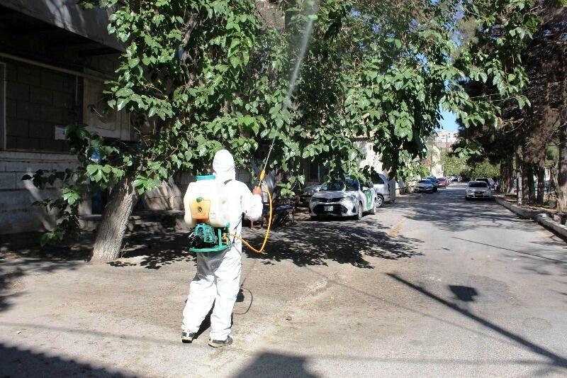 Paytaxtda Ağ Amerika kəpənəklərinə qarşı profilaktika işləri davam edir - FOTOlar