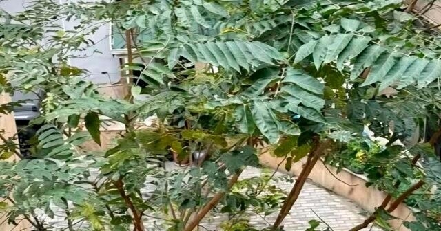 Bakıda geniş yayılan bu ağacın ziyanı faydasından çoxdur