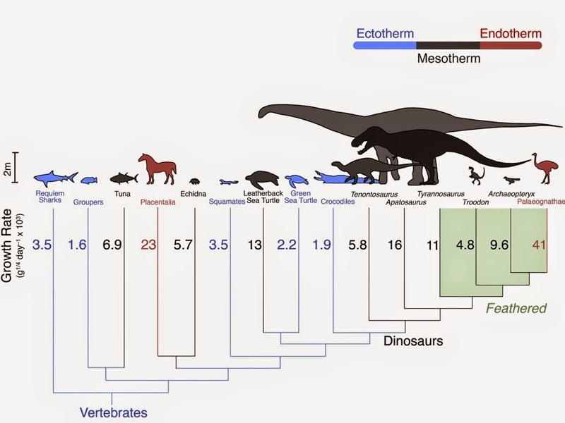 Dinozavrlar soyuqqanlı deyildi