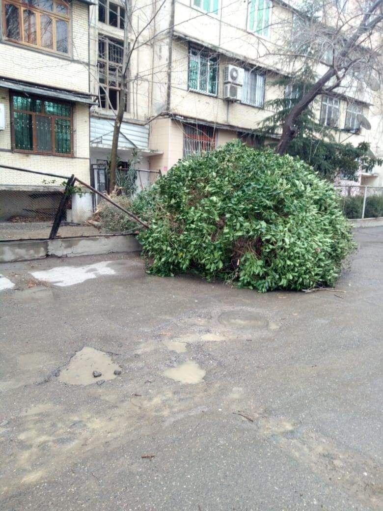 Bakıda güclü külək ağaclara ziyan vurub - FOTO