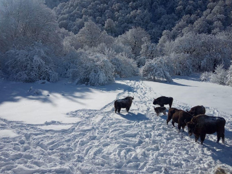 Azərbaycanın milli parklarından qar görüntüləri - FOTO