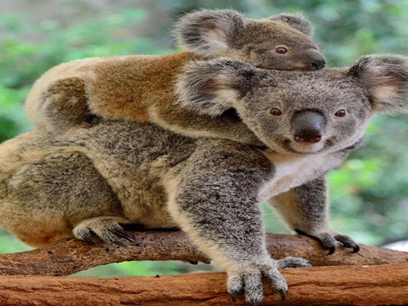 Bala koala oyuncaq ayını anası zənn edərək onu QUCAQLADI - Kövrəldən VİDEO