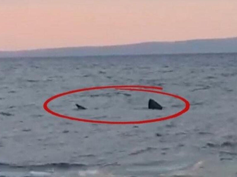 Türkiyə sahillərində ŞOK: Balıqçılar qaraltı gördü - Yaxınlaşanda... - VİDEO