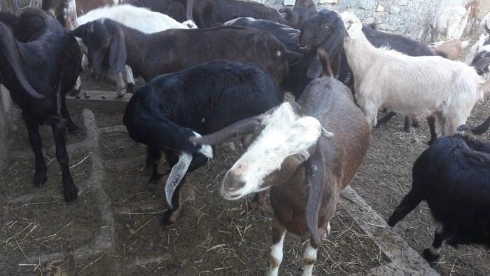 Anasının fermasından 71 baş keçi oğurlayan Şəki sakini tutuldu