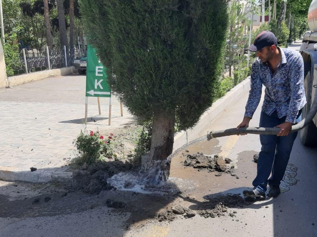 Ağacların dibi betonlandığı üçün bələdiyyə sədri cərimələndi - FOTO