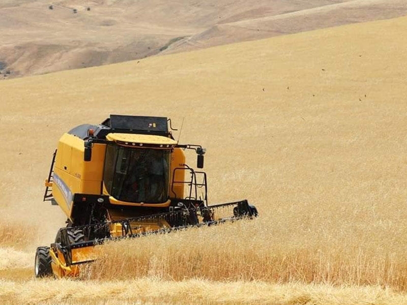 Azərbaycanda indiyədək 2,3 milyon tondan çox taxıl yığılıb - FOTO