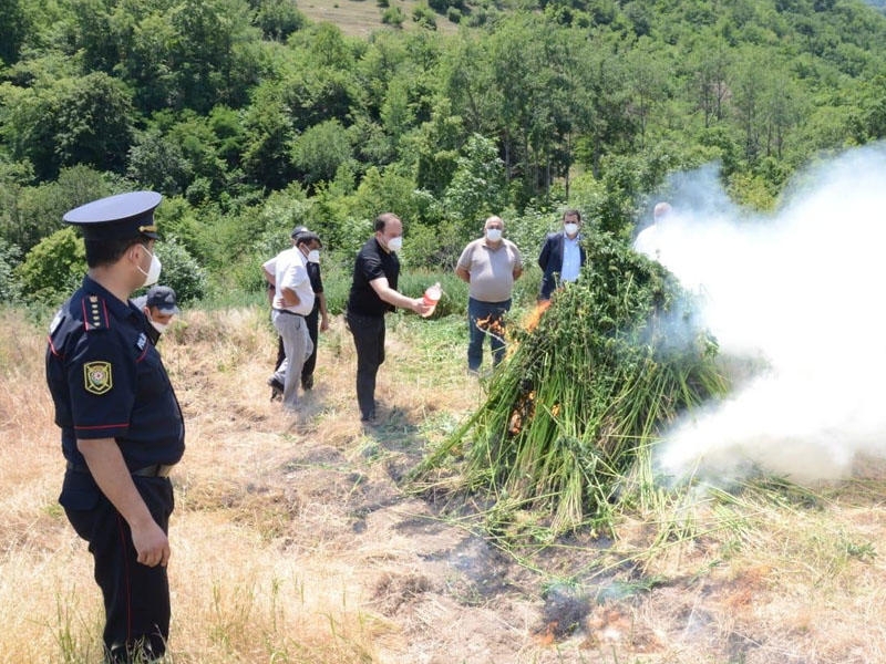 Daşkəsəndə 2 tondan çox narkotik məhv edilib - FOTO