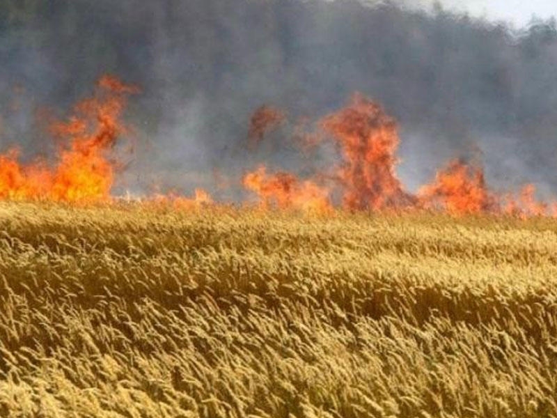 Ağsuda taxıl sahəsi yanır