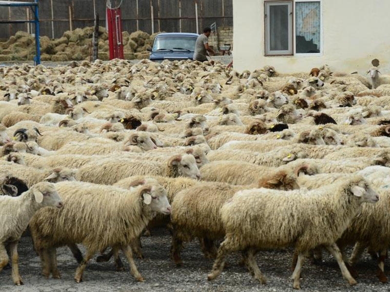 İsmayıllıda qanunsuz fəaliyyət göstərən heyvan kəsimi məntəqələri aşkarlanıb