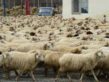 Qurbanlıq qoyunlar onlayn satılacaq