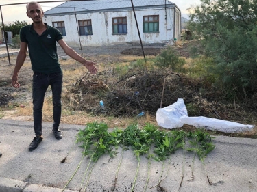 Həyətində narkotik becərən Xızı sakini saxlanıldı - FOTO