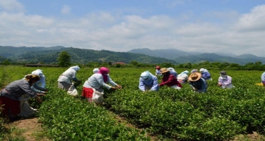 Azərbaycanda çay istehsalının 60 faizi bu rayonun payına düşür