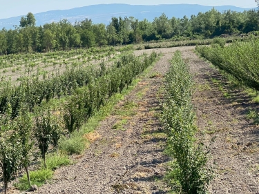 Açıq meşə sahələrində salınmış aqrobağlarda monitorinqlər davam etdirilir - FOTO