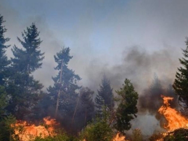 İstanbulda meşə yanğını baş verib