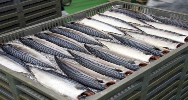 Azərbaycanın balıqçılıq sektorunda əhəmiyyətli irəliləyiş var - FAO