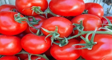 Azərbaycan Rusiyanın pomidor və alma idxalına qadağa məsələsini araşdırır
