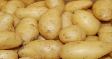 Kartof düzgün saxlanmadıqda yaranan xəstəliklər