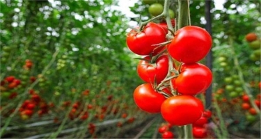 Pomidor istehsalı və ixracı ilə məşğul olan sahibkarlara tapşırıqlar verilib  - FOTO
