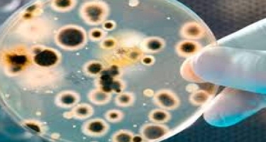 Yeni nəsil antibiotiklər kəşf olunub: İndiki dərmanlara davamlı supermikrobları zərərsizlədirə bilir