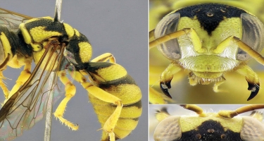 Naxçıvan faunasında dünya elmi üçün yeni arı növü aşkarlanıb - FOTO
