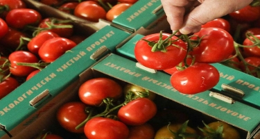 Sabah Rusiya ilə Azərbaycan pomidor idxalı məsələsini müzakirə edəcək