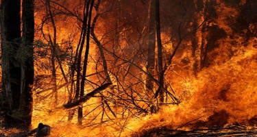 Avstraliyada meşə yanğınları - Yüzlərlə insan evakuasiya edildi