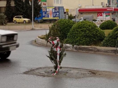 Sumqayıtda yoldakı “lyuk”a şam ağacı basdırılıb - FOTO