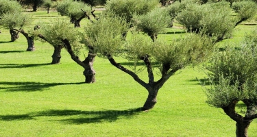 İtaliyada TAP-a görə köçürülən 828 zeytun ağacı əvvəlki yerlərinə əkilir