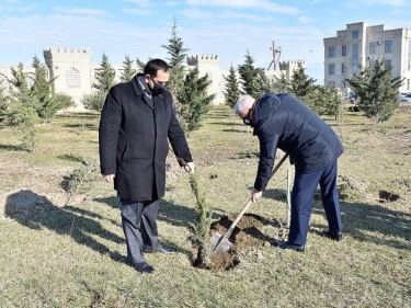 Xocalı soyqırımına həsr olunmuş ağacəkmə aksiyası keçirilib - FOTO