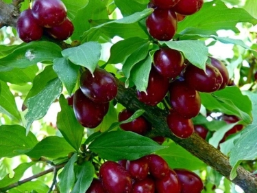 Zoğal (Cornus) haqqında bilmədikləriniz