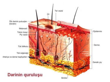 Dərinin quruluşu