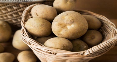 Kartof düzgün saxlanılmadıqda yaranan xəstəliklər