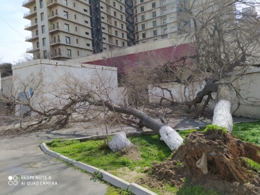 Bakıda daha bir məktəbin damı uçdu - FOTO