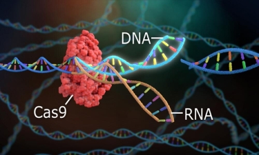 Molekulyar bioloqlar CRISPR/Cas9 genom redaktorunun yeni formasını yaradıblar