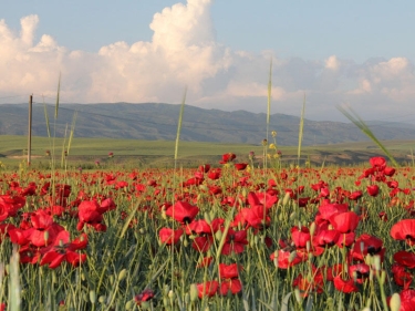 Çıxıbdır yenə də dizə lalələr... - VİDEO - FOTO