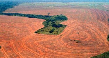 Braziliyada Amazon meşələrinin qırılması davam edir