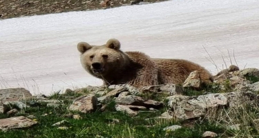 Naxçıvanda ayılar fotoqrafa hücum etmək istədi, maraqlı görüntülər ortaya çıxdı - FOTO