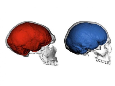 Genetiklər insanların və neandertalların beyinlərində hüceyrə metabolizminin nə ilə fərqləndiyini aydınlaşdırıblar