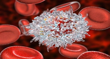Koronavirusa yoluxanlarda immunitet illərlə qala bilər - New York Times