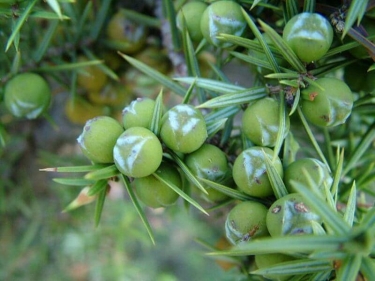 Andızın faydaları