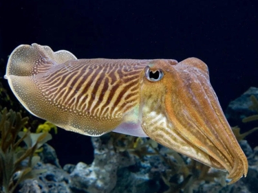 Mürəkkəbbalığı (Cuttlefish) haqqında