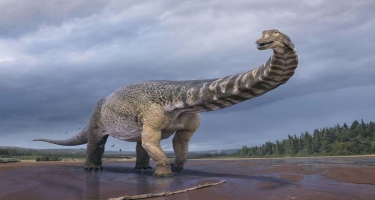 Ən böyük dinozavr tapılıb