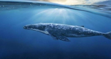 Nəsli kəsilməkdə olan mavi balinalar aşkar edilib