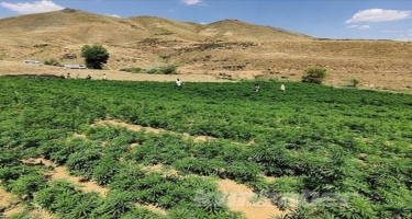 PKK-ya böyük zərbə - 3,5 milyardlıq narkotiki məhv edildi