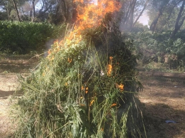 Gəncədə yabanı çətənə kolları məhv edilib