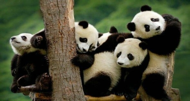 Pandalar yox olmaqdan qurtuldu