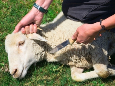 Vətəndaşlar öz həyətində qurban kəsə bilərlər? - RƏSMİ