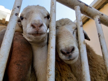 Qurban kəsilməsi qadağan edilən heyvanlar hansılardır?