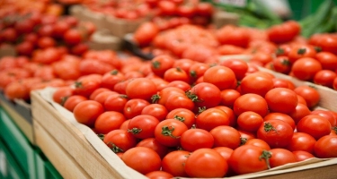 Azərbaycanın 187 müəssisədən Rusiyaya pomidor ixracına icazə verilib